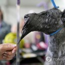 Dog Show 이미지