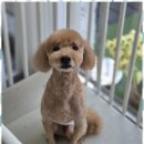 행복한펫샵 이미지