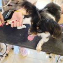 사랑 DOG 차지 이미지