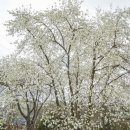 ◆(사진)분당중앙공원 벚꽃 & ◆부천역곡동 목련 이미지
