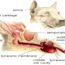 서울88동물의료원 이미지