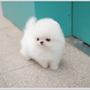 펫블리 이미지