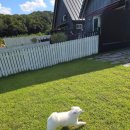 더 레이크 서지 이미지