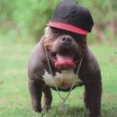 하이롤러 코리아 이미지