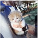 부천강아지분양고양이분양24시데려가개
