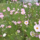 배내무등골길 이미지