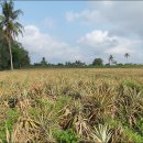 보석농장 이미지