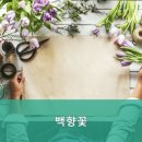 백향꽃