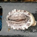 완도화목식품 이미지