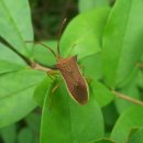 대성민박 이미지