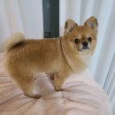 아지랑양이 네이버블로그