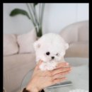 조이퍼피 강아지분양 이미지