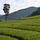 대한농장 이미지