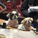 털보애견 이미지