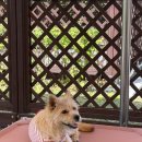 오수관촌농협하나로마트 네이버블로그
