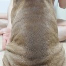 토실토실 Daum카페