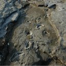 영월화석박물관 | 한반도의 화석 유적지 (Korean Fossil Sites)