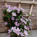 꿈꾸는 정원 이미지