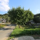 판관 조병로 불망비 이미지