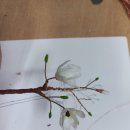 백목련 | [공지] 미니어처 동백꽃과 백목련 주문 제작과정 공유