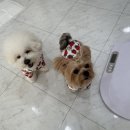 살롱드, 왈 이미지