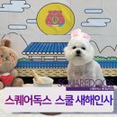 스퀘어독스 롯데남악점 이미지