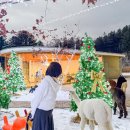 인평사슴목장농장 | 12월 서울 근교 주말 나들이 가볼만한곳 가평양떼목장 카페 추천