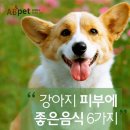 강아지 피부에 좋은 음식 6가지! 이미지