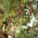 후추(black pepper)냄새가 나는 나무를 보셨나요? California pepper tree(Schinus molle ) 이미지