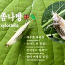 🦋🐛 배추좀나방(Plutella xylostella) • 배추밭 파괴자 • 농약도 안 통함! • 좀비 미생물 공격 이미지
