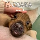 웃안미 농장 | 오사카 도톤보리 돼지카페 미피그 미니피그 체험 가격 위치 총정리