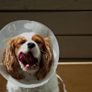 라온 반려 동물병원 이미지