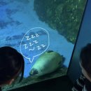 정아식당 | 감동란 아쿠아리움과 정아형부 신혼집 구경