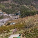 화개십리벚꽃길 이미지