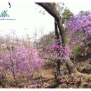 산에는꽃이피네 이미지