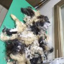 피닉스동물병원 이미지