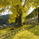 능주향교 은행나무 이미지