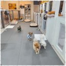 메가펫 애견호텔 이미지