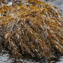 바다의숲 이미지