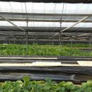 대실농장 이미지