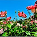 장미정원 이미지