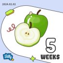 부안효병원 | [쌍둥이/치즈퐁듀/임신일기] #4. 임신16주~19주 기록/성별공개/정밀초음파/태동/임신축하박스/당근...