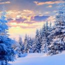 레몬트리짐 이미지