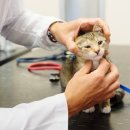 분당정자 동물병원 이미지