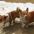 개똥아부탁해 이미지