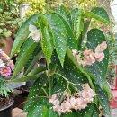 그린꽃식물원 이미지