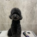 댕스살롱 이미지