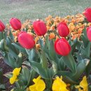 튤립공원 이미지