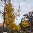 선운사 단풍 이미지