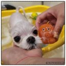 서면애견미용 맘바이 강아지 미용실 | 부산강아지미용을 다녀 온 후기:서면애견미용 맘바이 강아지 미용실